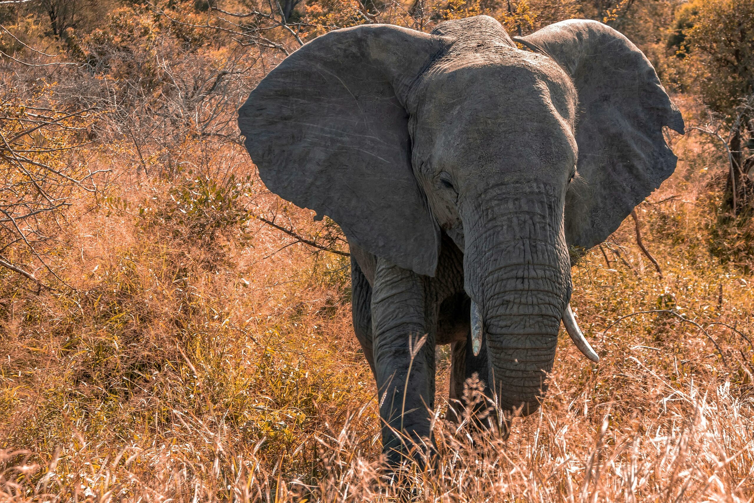 Le bon Product Manager est ancré et reste sensible à ce qui se passe loin de lui, tel un éléphant capable de percevoir des signaux subtils jusqu'à 30 kilomètres de distance (la surface très sensible de la plante de leurs pattes est capable de détecter des vibrations à basse fréquence).